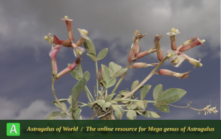 Astragalus riouxii