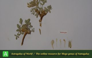 Astragalus abadehensis - Hol