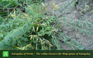 Astragalus aegobromus 7 - Shemshak