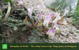 Astragalus argyroides 2 - photo by Bidar