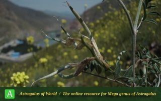Astragalus argyroides 3 - Photo by Bidar