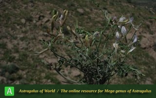 Astragalus argyroides 5 - Photo by Bidar