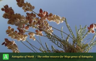Astragalus argyrostachys 3 - Photo by Mozaffarian