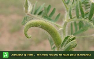 Astragalus camptoceras 4 - Photo by Mozaffarian
