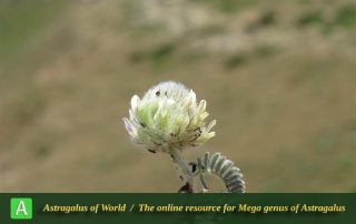 Astragalus capito - Photo by Bidar