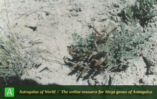 Astragalus catacamptus 2 - Photo by Maassoumi