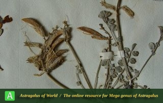 Astragalus catacamptus 3 - Iso.