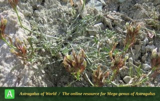 Astragalus cf. triqueter 6 - Photo by Maassoumi