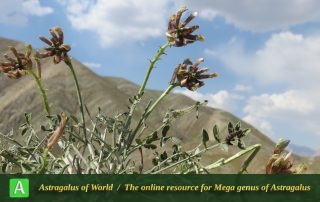Astragalus cf. triqueter 7 - Photo by Maassoumi