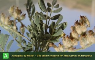 Astragalus chahartaghensis - Photo by Mozaffarian