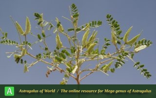 Astragalus crispocarpus - Photo by Mozaffarian