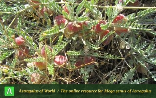 Astragalus cystosus 2 - Photo by Filehkesh