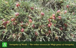 Astragalus cystosus - Photo by Filehkesh