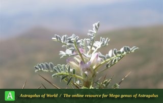 Astragalus denudatus 2 - Photo by Bidar