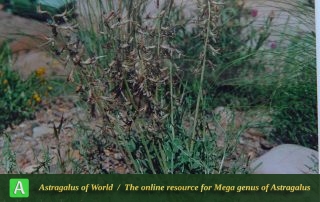 Astragalus divandarrehensis 2 - Photo by Maassoumi