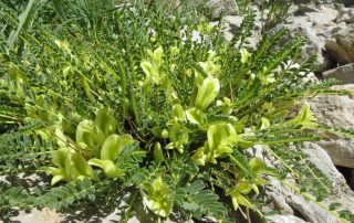 Astragalus edmondsonii