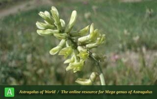 Astragalus fragrans 2 - Photo by Bidar