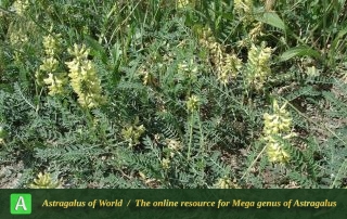 Astragalus fragrans 3 - Photo by Bidar