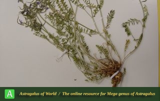 Astragalus glochideus