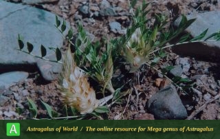 Astragalus glumaceus 4