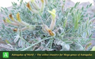 Astragalus goreanus 2