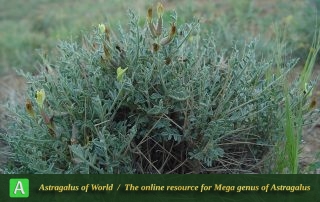 Astragalus goreanus