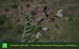 Astragalus guttatus 3 - Photo by Bidar