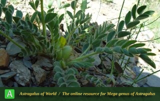 Astragalus gypsaceus - Taleghan