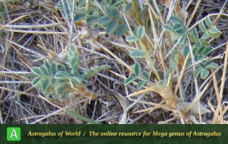 Astragalus hystrix