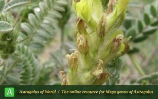 Astragalus khajiboulaghensis 2 - Photo by Bidar