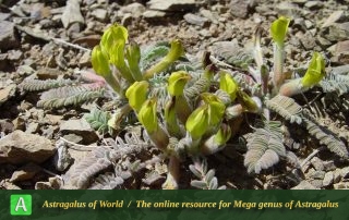 Astragalus macropelmatus 4 - Photo by Mozaffarian