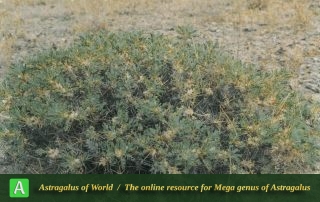Astragalus mesoleios 2 - Photo by Maassoumi