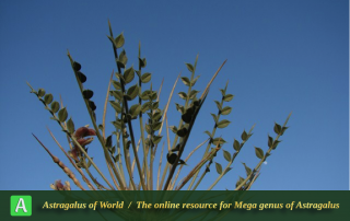 Astragalus mucronifolius 2 - Photo by Batooli