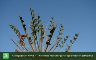 Astragalus mucronifolius 3 - Photo by Batooli