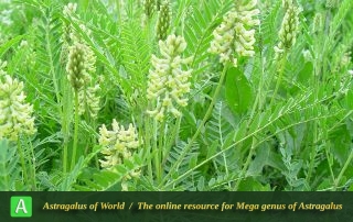 Astragalus odoratus 2 - Photo by Maassoumi