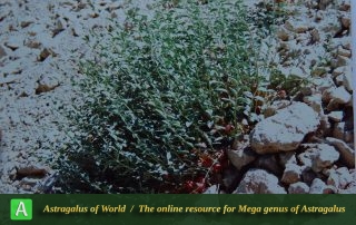 Astragalus ovinus 2 - Photo by Maassoumi