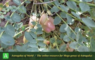 Astragalus ovinus 8 - Photo by Naanaie