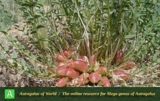 Astragalus ovinus 9 - Photo by Mozaffarian