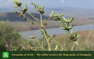 Astragalus oxyglottis 5 - Photo by Bidar