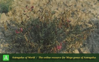 Astragalus pendulus 2 - Photo by Maassoumi