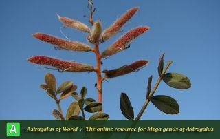 Astragalus pentanthus 2 - Photo by Batooli