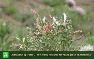 Astragalus pentanthus 3 - Photo by Bidar