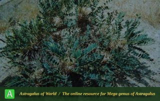 Astragalus peymanii 2 - Photo by Maassoumi