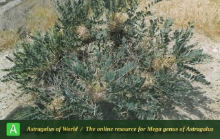 Astragalus peymanii 3 - Photo by Maassoumi