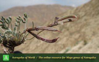 Astragalus platysematus 2