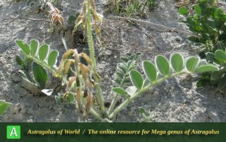 Astragalus pseudobrachystachys 3 - Photo by Maassoumi
