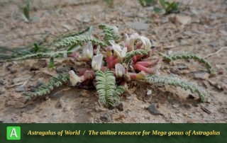 Astragalus pseudobuchtormensis - Photo by Mirtadzhaddin
