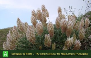 Astragalus recognitus - Photo by Ramazani