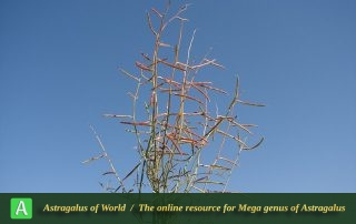 Astragalus recurvatus 2 - Photo by Batooli
