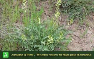Astragalus robustus 4 - Photo by Bidar
